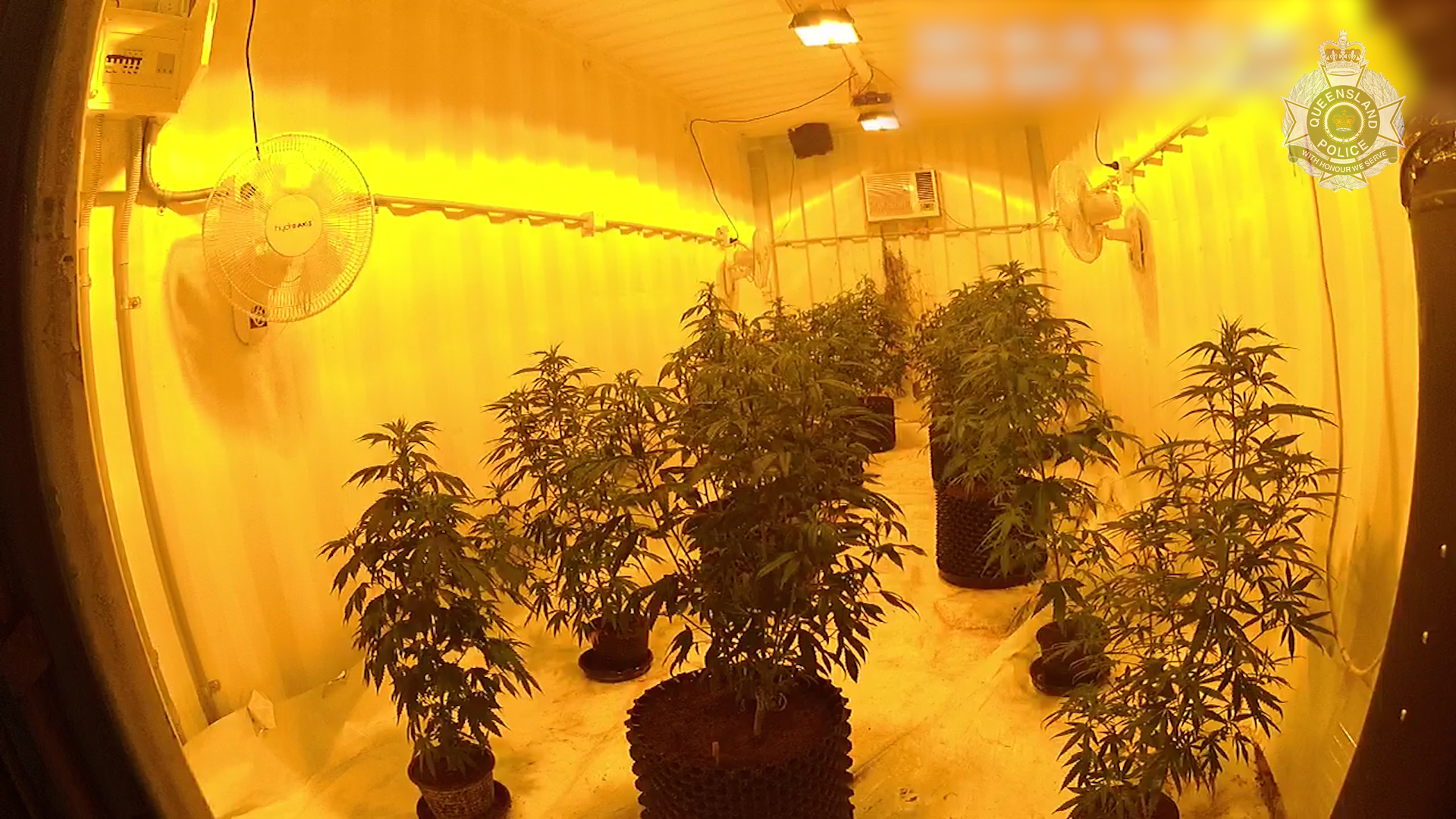 Drug Trafficking Charge Following Discovery Of Hydroponic Cannabis Setup Noosaville Queensland Police News